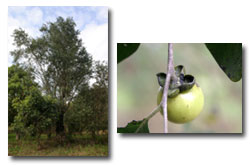 Ebony tree and fruit